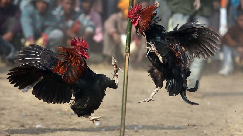 SAOWIN - Luật Đá Gà Miền Bắc: 3 quy định cơ bản cần biết 2 Luat-Da-Ga-Mien-Bac