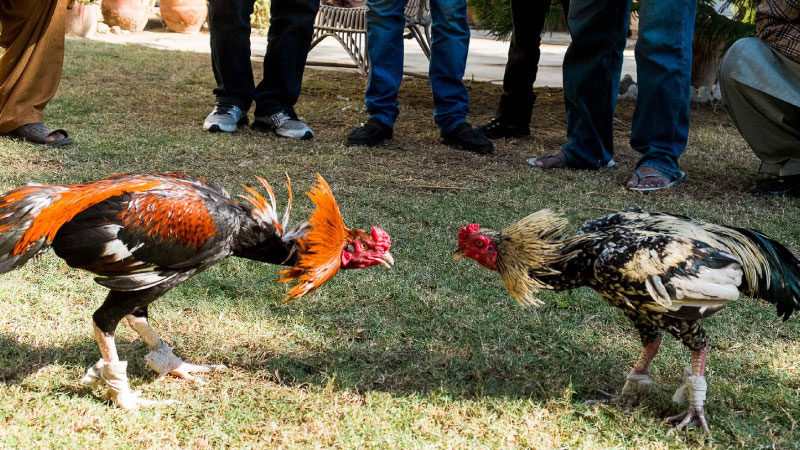 SAOWIN - Luật Đá Gà Miền Bắc: 3 quy định cơ bản cần biết 6 Luật Đá Gà Miền Bắc: Thời gian và địa điểm tổ chức trận đấu